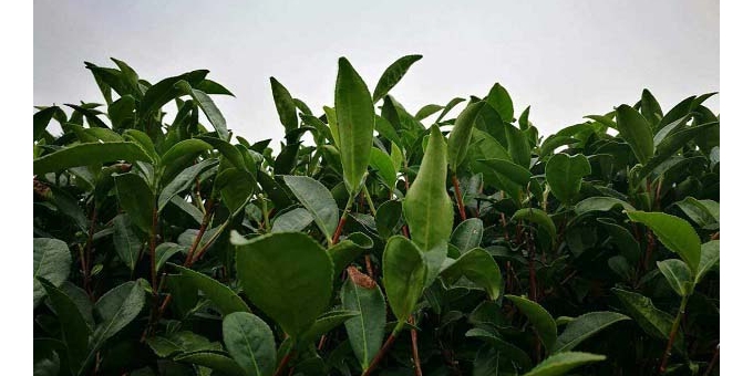茶树对营养的需求