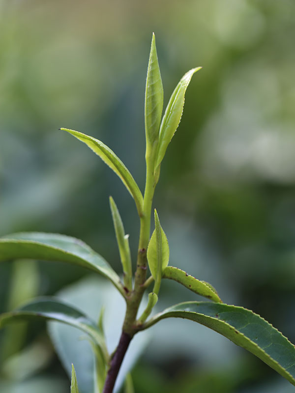 保靖黄金茶1号茶树品种特性