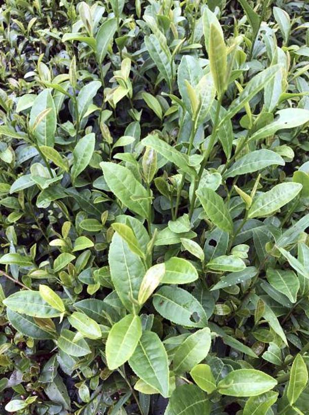 菊花春茶树品种特性